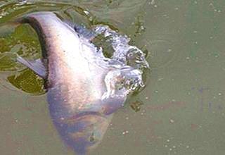 盛夏钓鲢鳙，试试这几招