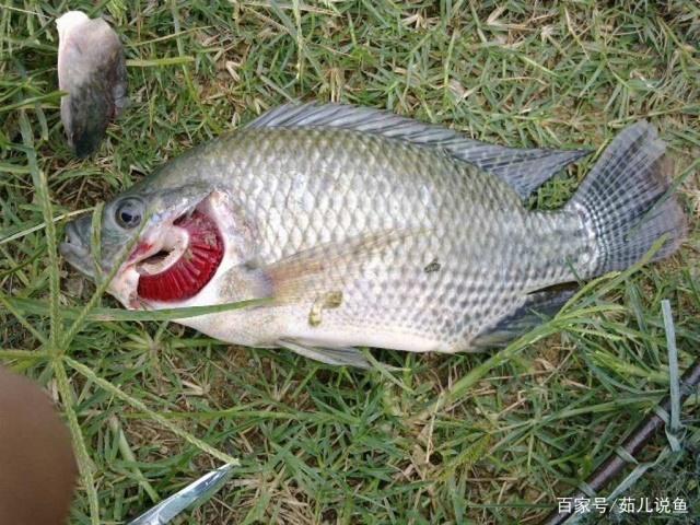 在夏季垂钓罗非鱼的钓法分享，掌握这些小技巧，都能钓的很过瘾