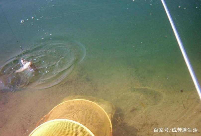 夏季垂钓罗非鱼的好时候，这几个技巧非常好用，不看可惜！