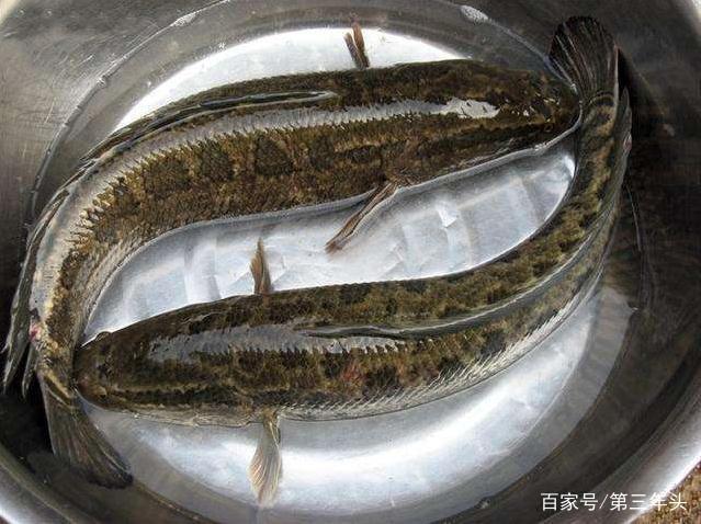 冬季如何找黑鱼，选择这样的钓点，钓黑鱼就成功了一半！