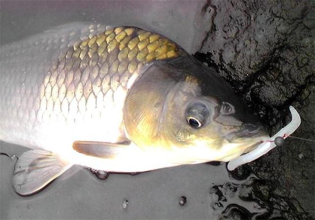 春季钓鲤鱼，钓位和钓点要学会选择，这里会告你选择的秘籍