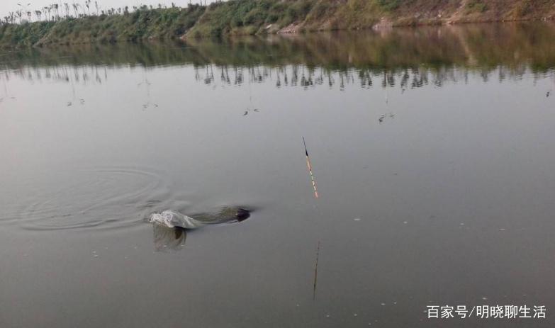 夏季垂钓青鱼攻略大全，想要钓到大青鱼，一定要看这几点