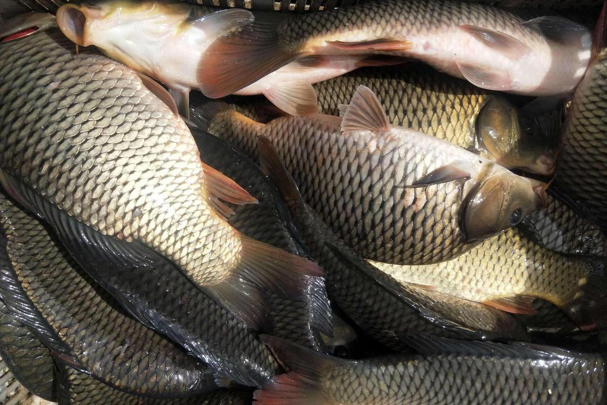 野钓鲤鱼用什么饵料最好？（绝杀饵推荐）