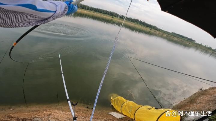 钓鲢鳙从什么时候开始找水层？