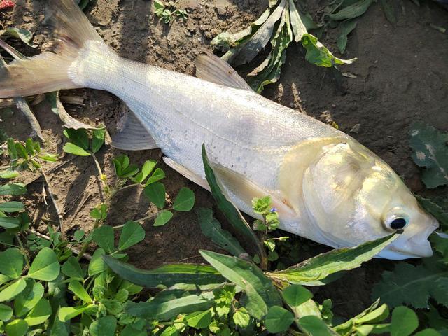 盛夏才是钓鲢鳙的好时节，这些“秘诀”要学会，鲢鳙爆护不是难事