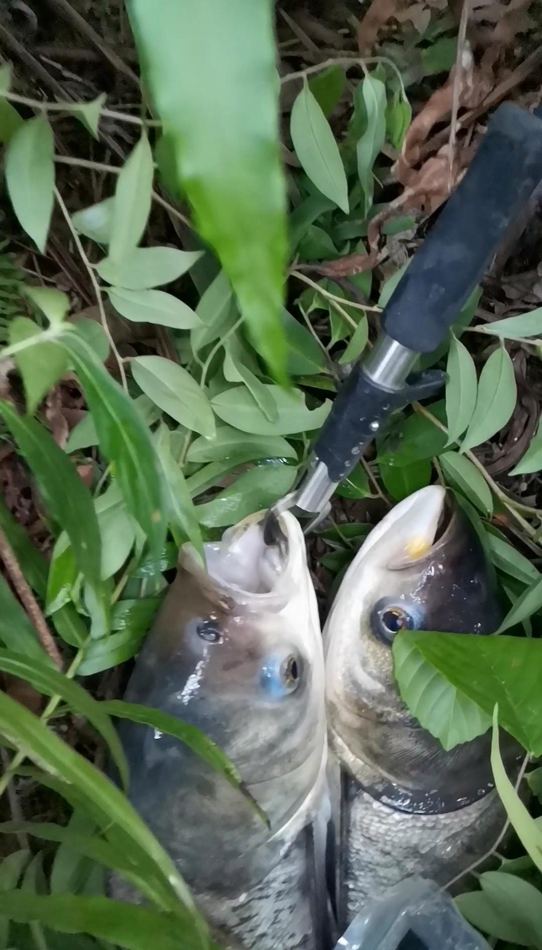 了解鲢鳙的活动习性，就会知道用什么钓鲢鳙了很容易把鱼钓上来