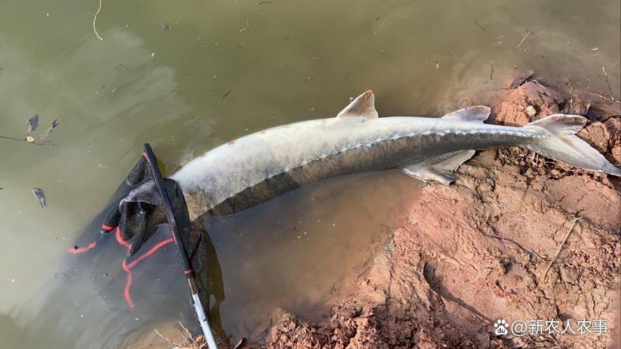 六旬大爷罕见钓获“青鱼王”，1.73米长重达136斤，卖了58000元