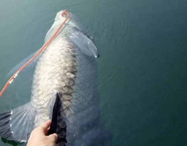 钓鱼的人钓获了一条八十斤的青鱼后，又放生，慈悲之心，善良之人