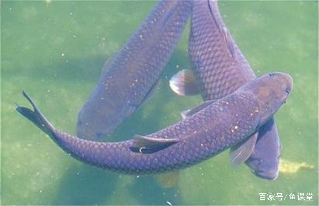 老钓友：钓大青鱼，记住这几种钓点和钓法