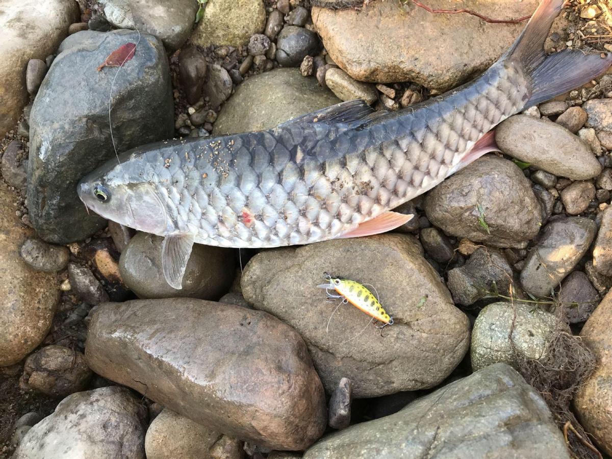 经常被人误认成草鱼，殊不知是“淡水之王”，运气好才能钓到