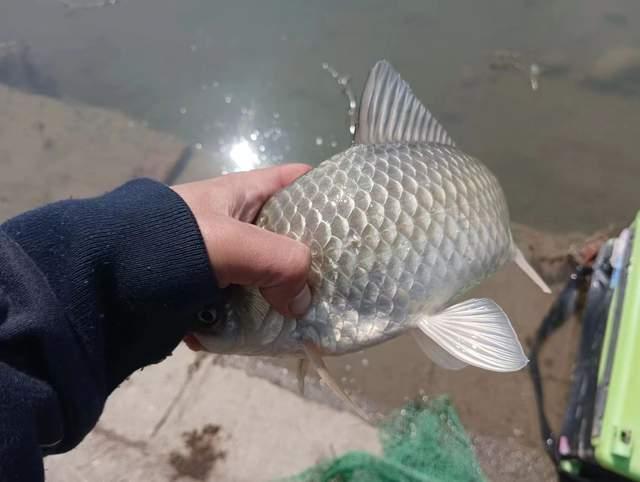 野钓技能之：闻水识鱼，可选准钓点判断钓法针对目标鱼