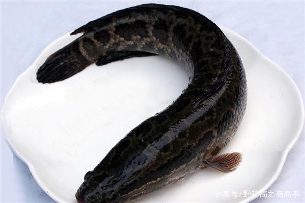 老钓手分享怎么做到钓黑鱼一钓一个准！技巧都在这儿了