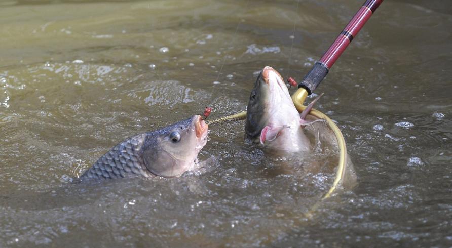 野钓没口？可能是你打窝方式不对，盘点4种错误的打窝方法