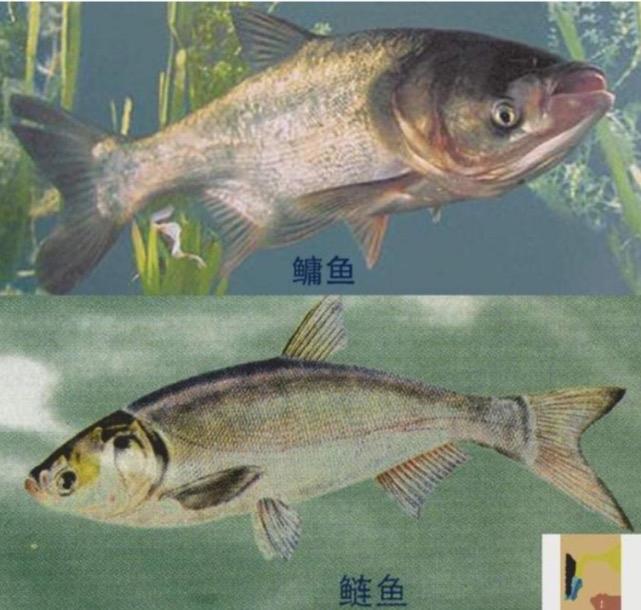 夏季钓鲢鳙，新手掌握好这三点，你也能盘老板