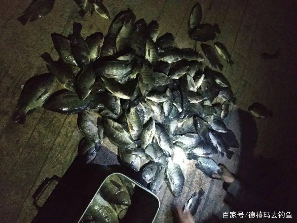 养殖罗非与野生罗非钓法释疑