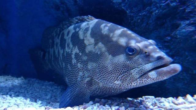 海边矶钓不是梦，一杆手竿就能钓，学会了可去海边一试