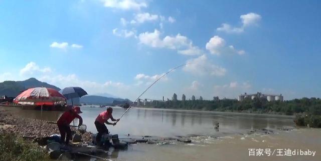 为什么这么多人喜欢钓鲤鱼？原来很棒的鱼，难怪这么多人喜欢钓鱼