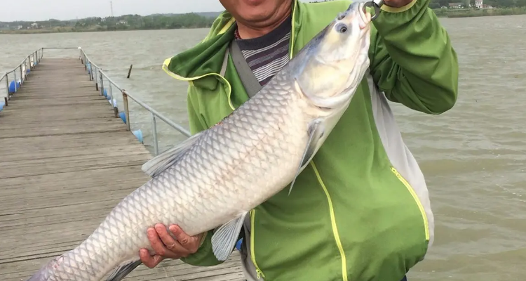 黑坑钓青鱼为什么不让用花生