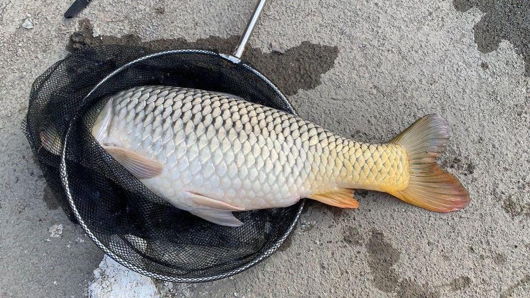 初夏野钓大鲤鱼全攻略，用此法钓鲤鱼，连竿上鱼是有保障的
