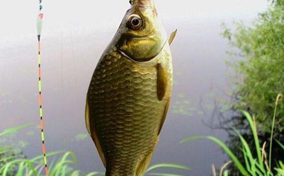 鲫鱼的三种钓法，钓友们请查收