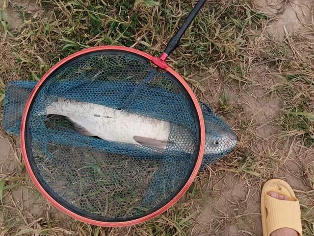 夏季钓鲢鳙全攻略，拉力过瘾，钓法简单