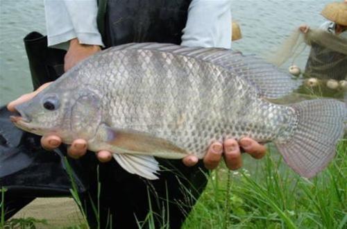 作钓罗非鱼的注意事项，新手不钓鲫鱼便是罗非