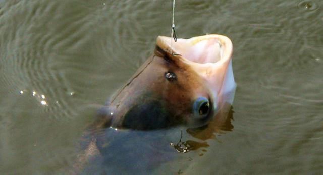 野钓鲢鳙的“三大法宝”，鱼获差距的主要原因