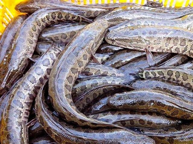 黑鱼的生活习性，饵料与钓法