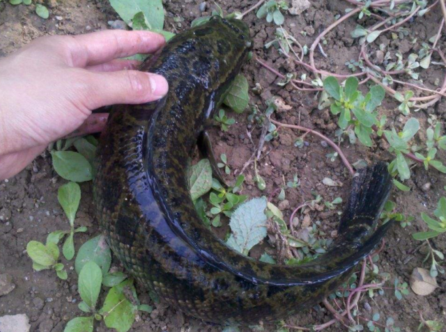 关于黑鱼的垂钓技巧，你需要了解一下，让你快速钓鱼钓到手软