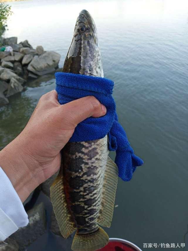 3月的黑鱼已经很好钓了，只需准备一支硬竿，每天都能钓好几条