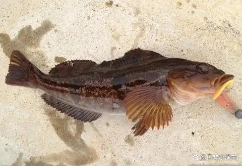 北方海域常见海鱼（6）：六线鱼（及其钓法）