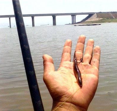 5月至7月钓黑鱼，钓友还有意外收入，那黑鱼怎么钓呢