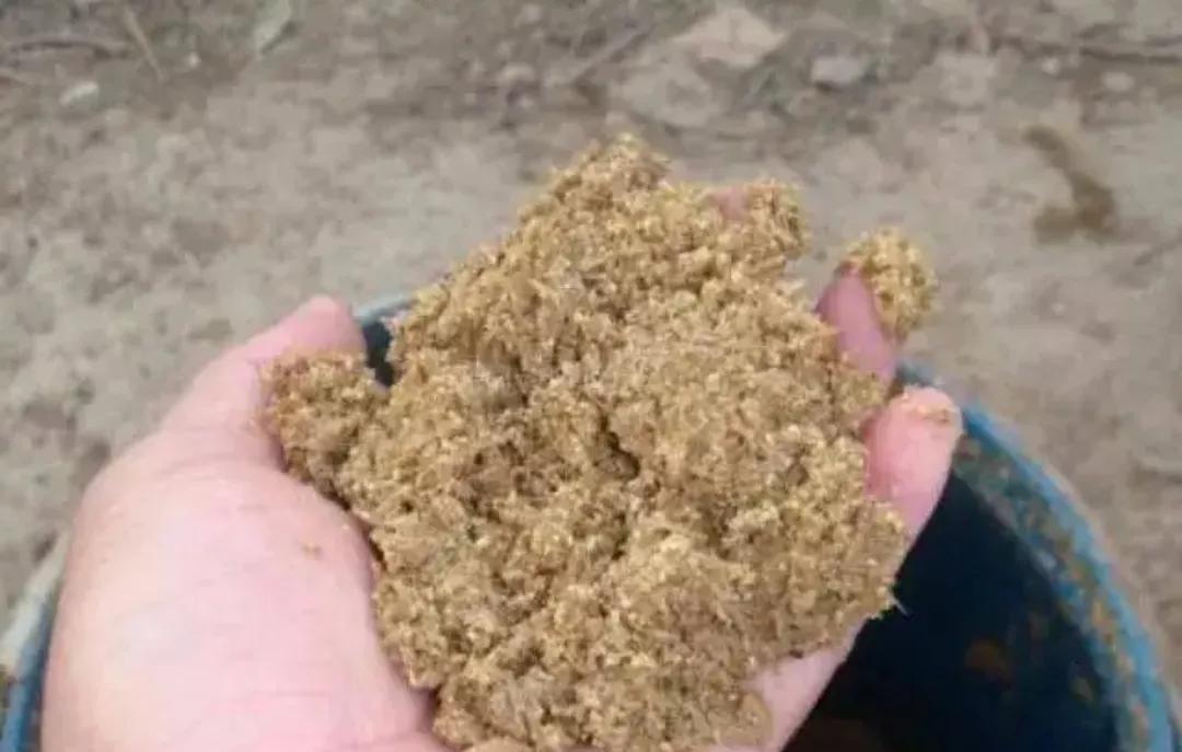 野钓鲢鳙如何打窝？区分情况区别对待，不能固守一种方式