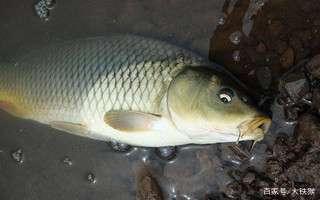 绝密钓技分享，钓鲤鱼草鱼青鱼高招，学会之后你会为鱼获太多发愁