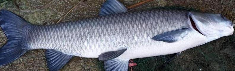 黑坑青鱼在里面怎么办？黑坑青鱼如何钓的更远