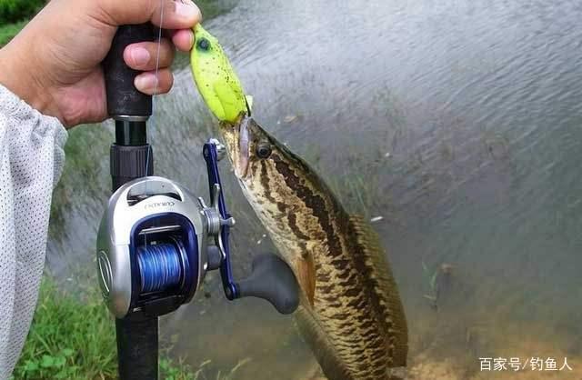 金秋时节钓黑鱼的4个实用技巧