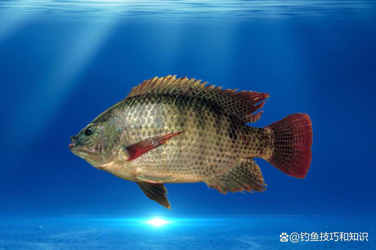 冬天能钓罗非鱼吗？用什么鱼饵？冬天钓罗非的前提条件和用饵技巧