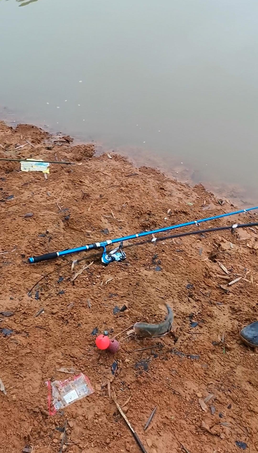 浮钓鲢鳙很多方法，用以下方法钓不上鲢鳙都很难