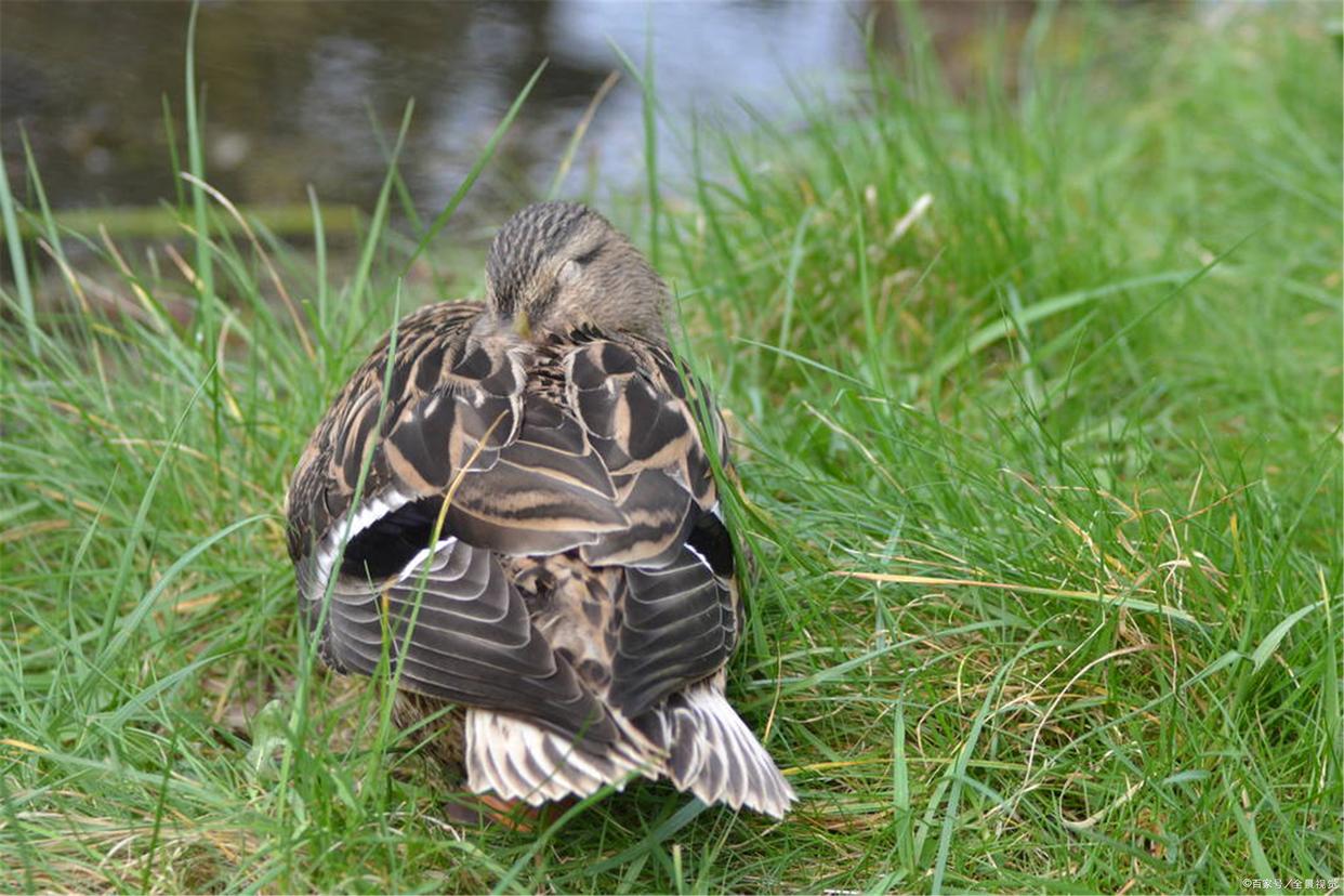 用活鸭子钓黑鱼？看上去离谱的事情其实也很符合黑鱼的习惯？正确