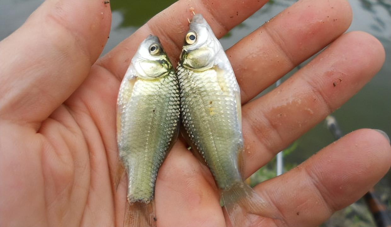 春天适合钓鲫鱼，为什么大鲫鱼还是难得一见？想钓大鲫鱼看这里