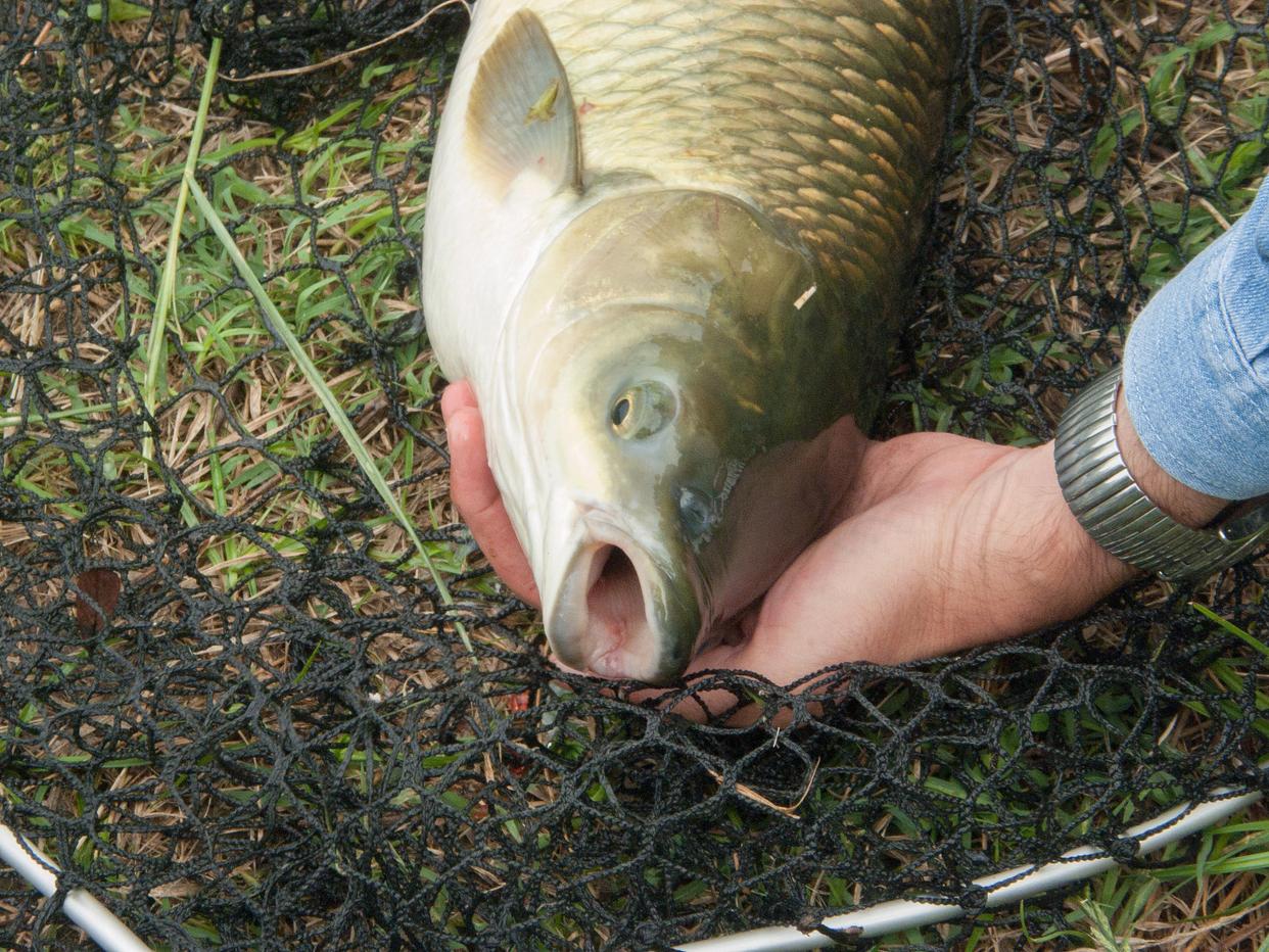 《野外钓鲤鱼，掌握这些技巧让你成功上钩！》