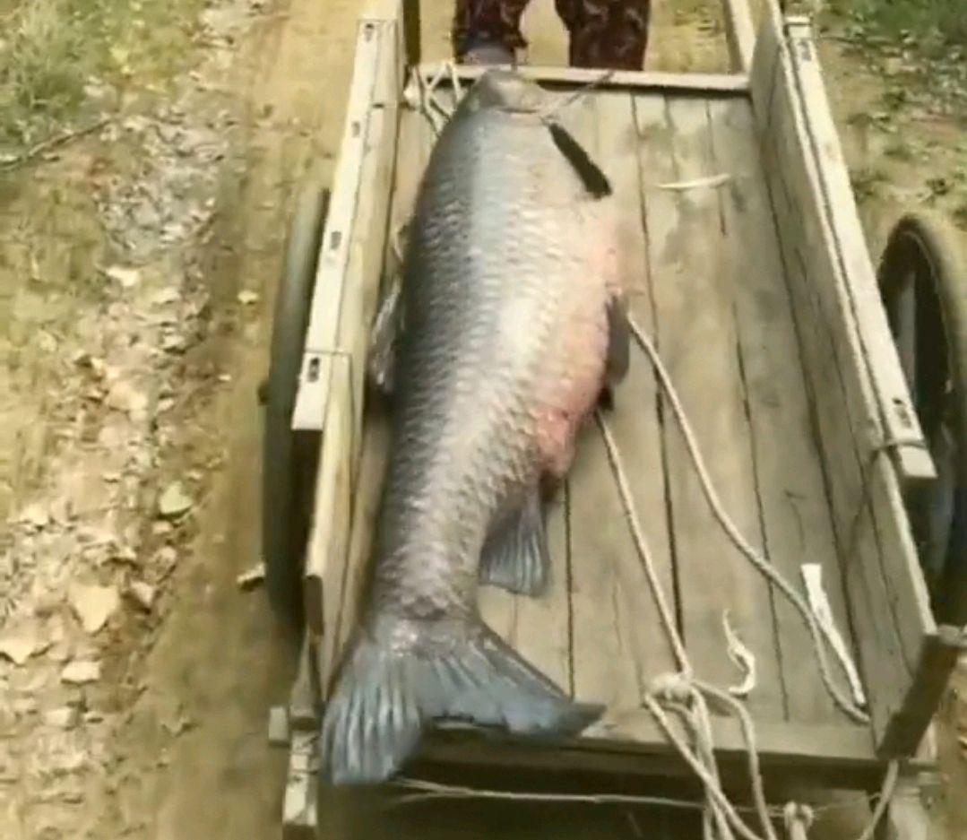 罕见！男子钓起“青鱼王”用板车拖锄头刮鱼鳞！青鱼最大能长多大