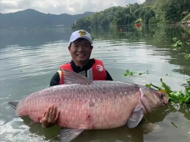 同体型什么鱼力气最大？鲢鳙甚至上不了榜，这几种鱼堪称水中蛮牛