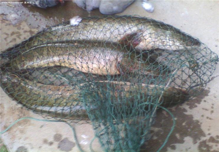 黑鱼是一种凶猛的鱼类，要想钓上黑鱼，钓鱼者应该怎么做？