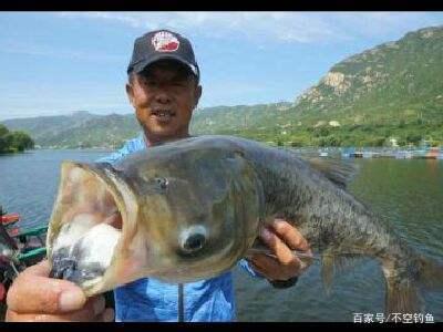 便宜又好用的自制鲢鳙饵料，成本才3块，成功率100%！