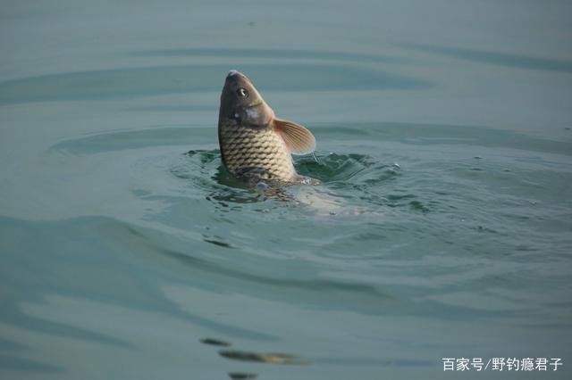 作钓鲤鱼这些细节你需知道