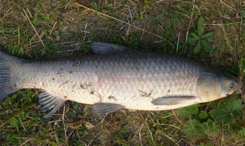 不为人知的青鱼钓法大全，一些独家技巧全在这了，快速上手