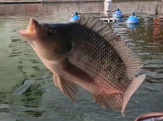 钓罗非用什么饵料！这两款在家就可以制作的饵料，钓罗非特别管用