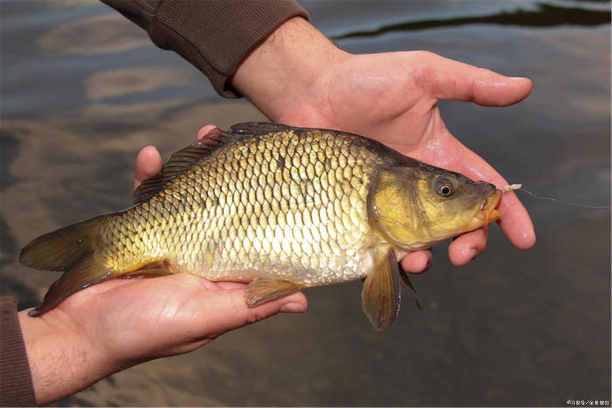 钓鲤鱼还要靠运气？运用鲤鱼的习性特点，有这三个技巧就够了
