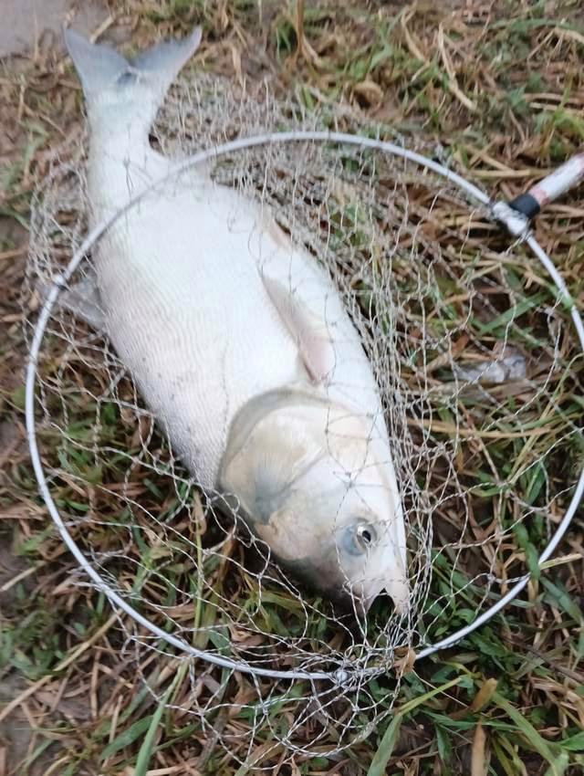 仲春野钓鲢鳙全攻略，拉力狂野个头大，一个条件必不可少